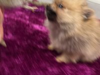 IRK GARANTILI TEACUP POMERANİAN