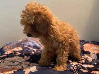 Toy poodle dişi