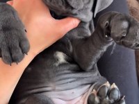 Alarm Sistemlerinden Daha Güvenilir Cane Corso