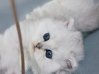 Yakışıklı British Longhair Ares
