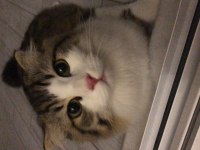 Tatlı yavrumuz yeni ailesini arıyor scottish fold