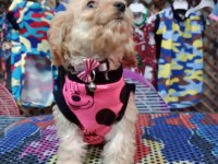 Dişi maltipoo