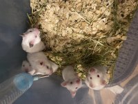 SYRİAN HAMSTER BEYAZ KIRMIZI