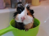 Guineapig Yavrular Aynı Gün Set Halinde Teslim Edilir