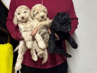Toy poodle yavrular yeni yuvalarını arıyorlar