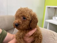 YAVRU TOY POODLE İZMİR