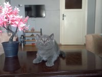British Shorthair Yavru Kediler