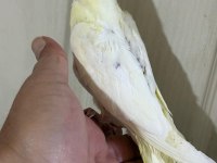 53 GÜNLÜK FUL EVCİL LUTİNO SULTAN PAPAĞANI BEBEK