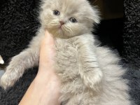 DİŞİ SCOTTISH FOLD EFSANE GENETİK
