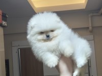 Mini Boy Küçük Prenses Pomeranian Boo