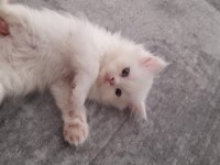 Evinizin yeni chinchilla neşeleri sahiplenmeyi bekliyor