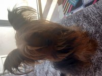 Erkek yorkshire terrier ilanı