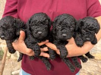 Sevgi Dolu Maltipoo Yavrular Yeni Ailesini Arıyor