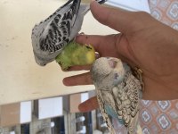 Bebek muhabbet kuşları