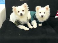 Saf 1 erkek ve 1 dişi köpeğimiz