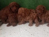 Kore kan Red Brown poodle yavrular