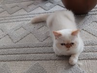 Show kalite ırk garantili exotic shorthair bebeğimiz