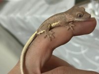 Evil Crested Geckolar