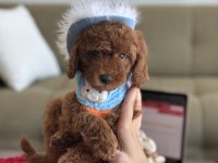 Büyümeyen boy Teacup poodle bebeğim
