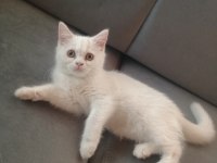Kedilerim Saf Kandır Bilginize