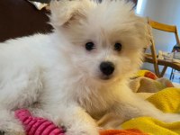 Havanese Terrier İle Foxy Pomeranian Kırması
