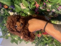 Efsane Poodle Yavrularımız