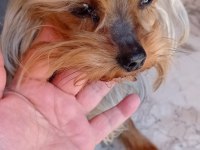 Sahiplendirilecek yorkshire terrier