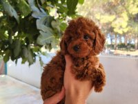 Toy poodle için doğru adres mi arıyorsunuz?