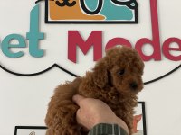 Petmode Köpek Çiftliği Farkı İle Redbrown Toy Poodle