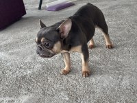 2 yaş blue-tan dişi french bulldog
