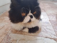 KENDİ YAVRULARIMIZ Exotic Shorthair