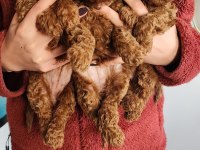 Toy Poodle Bebeklerim