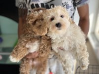 Petmode köpek çiftliğinden maltipoo yavrular