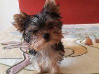 Orjinal 2 erkek yorkshire terrier