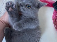 ÇOK TATLI İKİ KARDEŞ BİRLİKTE VERİLECEK BRİTİSH