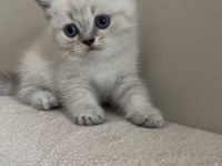 British shorthair 1.5 aylık dişi