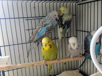 Show jumbo dişi muhabbet kuşları