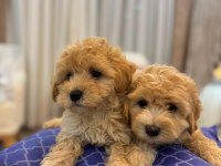 Tüy yumağı maltipoo