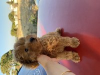 Kore Kan Toy Poodle