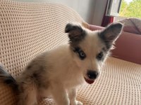 Blue Merle Border Collie Yavru