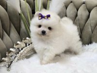 Pomeranian Boo Köpeği