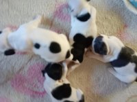 KALİTELİ FRENCH BULLDOG YAVRULAR