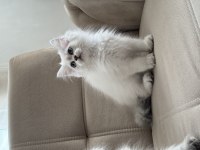 British longhair kedimiz