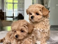Kaliteli Maltipoo