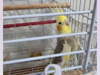 1.5 Yaşında Sultan Papağanı Erkek