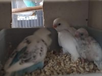 Yeme düşmeye hazırlanan yavru muhabbet kuşları