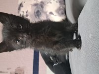 2 aylık siyah yavru kedimize acil yuva aranıyor