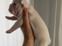 Dişi French Bulldog