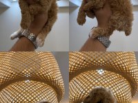 WC PET EĞİTİMLİ MALTİPOO YAVRUMUZ YENİ YUVASINA HAZIR