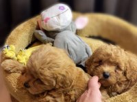 SHOW KALİTE MALTİPOO BEBEKLERİMİZ